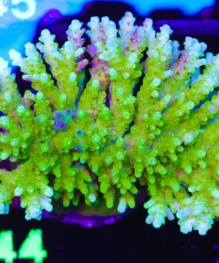 Wysiwyg Acropora Efflorescens Colony | Rare (A44)