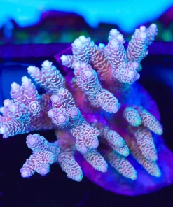 Wysiwyg Acropora Millepora Colony (A45)