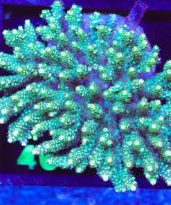 Wysiwyg Large Acropora Colony (A46)