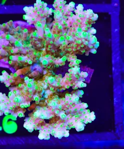 Wysiwyg Golden Acropora Loripes Colony (A46)