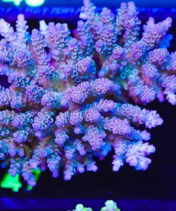 Wysiwyg Large Acropora Tenuis Colony (A47)