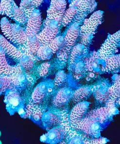 Wysiwyg Large Acropora Colony (A48)