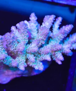 Wysiwyg Acropora Colony (A48)