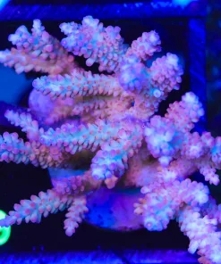 Wysiwyg Large Acropora Colony (A49)
