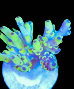 Megaman Acropora Frag (A4:C)