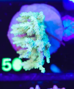 Wysiwyg Acropora Colony (A50)