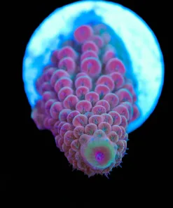 Red Acropora Humilis Frag (A6)
