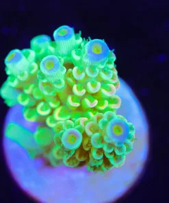 Golden Tarantula Small Frag (A6:B)