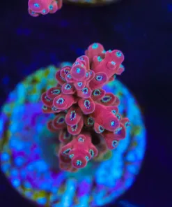 Tropic Thunder Frag (A7:B)
