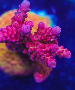 ORA Red Planet Acropora Frag (A8)