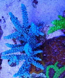 Blue Jedi Frag (A8:B)