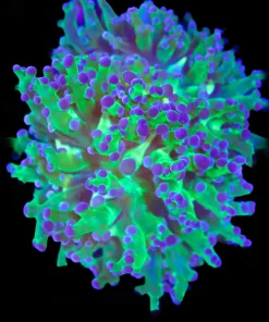 Wysiwyg Classic Frogspawn (C1)