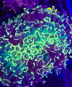 Wysiwyg Massive Hammer Coral (C10)
