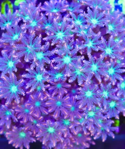Wysiwyg Lareg Clove Polyp Colony (C101)