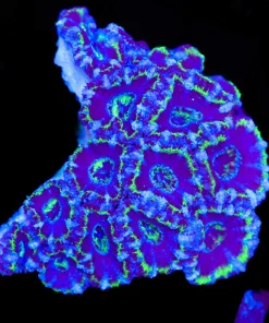 Wysiwyg Acan Coral Colony (C102)