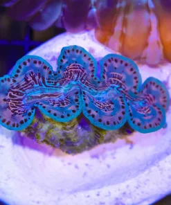 Wysiwyg Small 2'' Maxima Clam (C103)