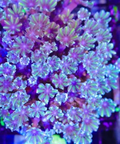 Wysiwyg Lareg Clove Polyp Colony (C106)