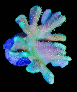Wysiwyg Fingering Leather Coral Colony (C108)