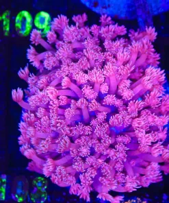 Wysiwyg Pink Flowerpot Coral Colony (C108)