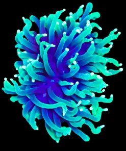 Wysiwyg Torch Coral (C11)