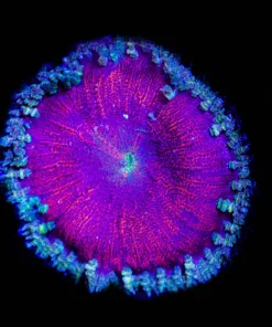 Wysiwyg Rock Flower Anemone (C110)