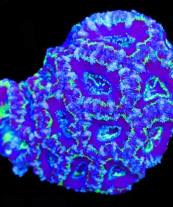 Wysiwyg Acan Coral Colony (C111)