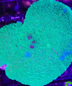 Wysiwyg Elephant Ear Mushroom Coral Large (C114)