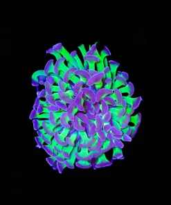 Wysiwyg Classic Hammer | Vibrant ! (C12)