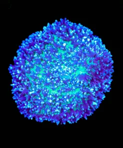 Wysiwyg Blue Fire Mushroom (C121)
