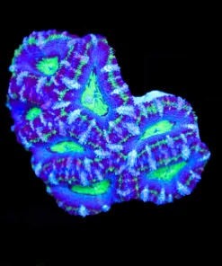 Wysiwyg Mini Acan Colony (C121)