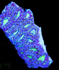 Wysiwyg Acan Small Colony (C122)