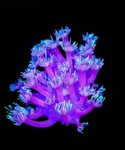 Wysiwyg Two Tone Flowerpot COral (C123)
