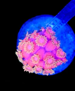 Wysiwyg Super Bright Small Gonipora Frag (C124)