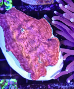 Wysiwyg Derasa Clam (C128)