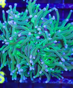 Wysiwyg Torch Coral Small Colony (C13)