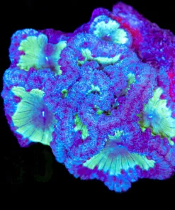 Wysiwyg Maxima Blastomussa Colony (C130)