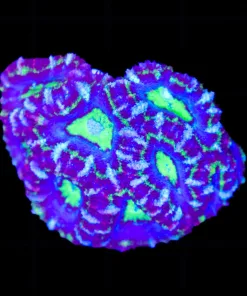 Wysiwyg Mini Acan Colony (C135)