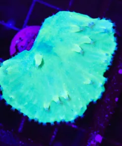 Wysiwyg Large Green Cabage Coral Frag (C136)