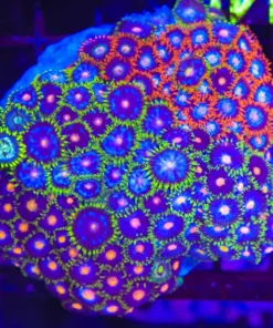 Wysiwyg Zoanthid Combo Rock (C140)