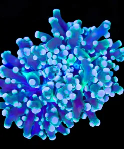 Wysiwyg Unique Frogspawn Coral Frag (C140)