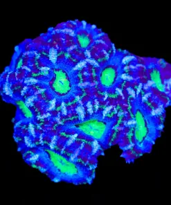 Wysiwyg Mini Acan Colony (C141)