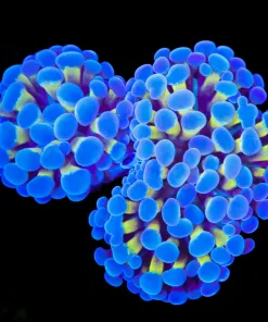 Wysiwyg Unique Hammer Coral (C145)