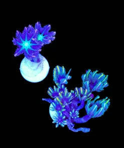 Wysiwyg BOGO 2for1 Clove Polyps (C147)