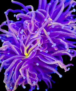 Wysiwyg Torch Coral (C15)