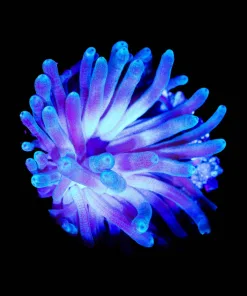 Wysiwyg White Condylactis Anemone (C150)