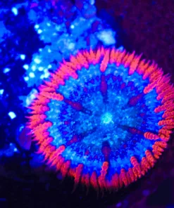 Wysiwyg Small Rock Flower Anemone (C150)