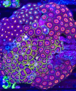 Wysiwyg Crazy Combo Zoanthid Rock (C152)