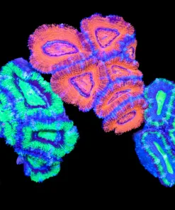 Wysiwyg 3fior1 Acan Pack (C152)