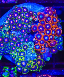 Wysiwyg Crazy Combo Zoanthid Rock (C153)
