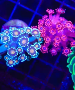 Wysiwyg 2for1 Flowerpot Coral Frag Pack (C153)